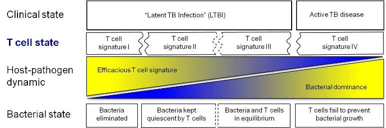 image of Tuberculosis chart